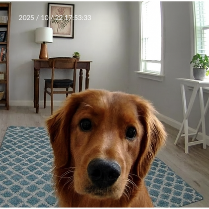 Interactive Pet Camera | CleoPetra™