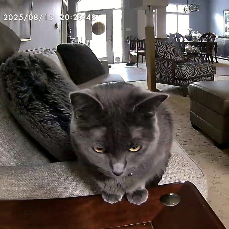 Interactive Pet Camera | CleoPetra™