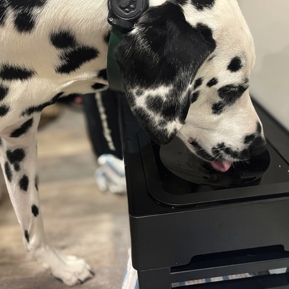 Adjustable Stainless Pet Feeder by CleoPetra – close-up product detail