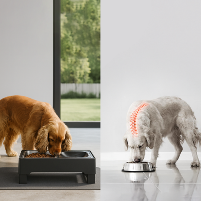 Adjustable Stainless Pet Feeder by CleoPetra – shown in use with pets