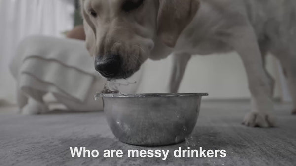 antispill water bowl free mess Australia for dogs and cats 